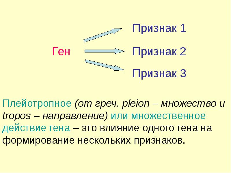 Взаимодействие и множественное действие генов генотип. Множественное действие генов. Плейотропное действие генов. Плейотропное действие Гена. Множественное плейотропное действие Гена.