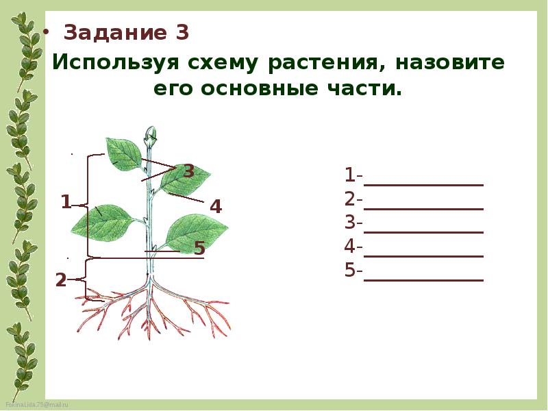 Строение растения схема