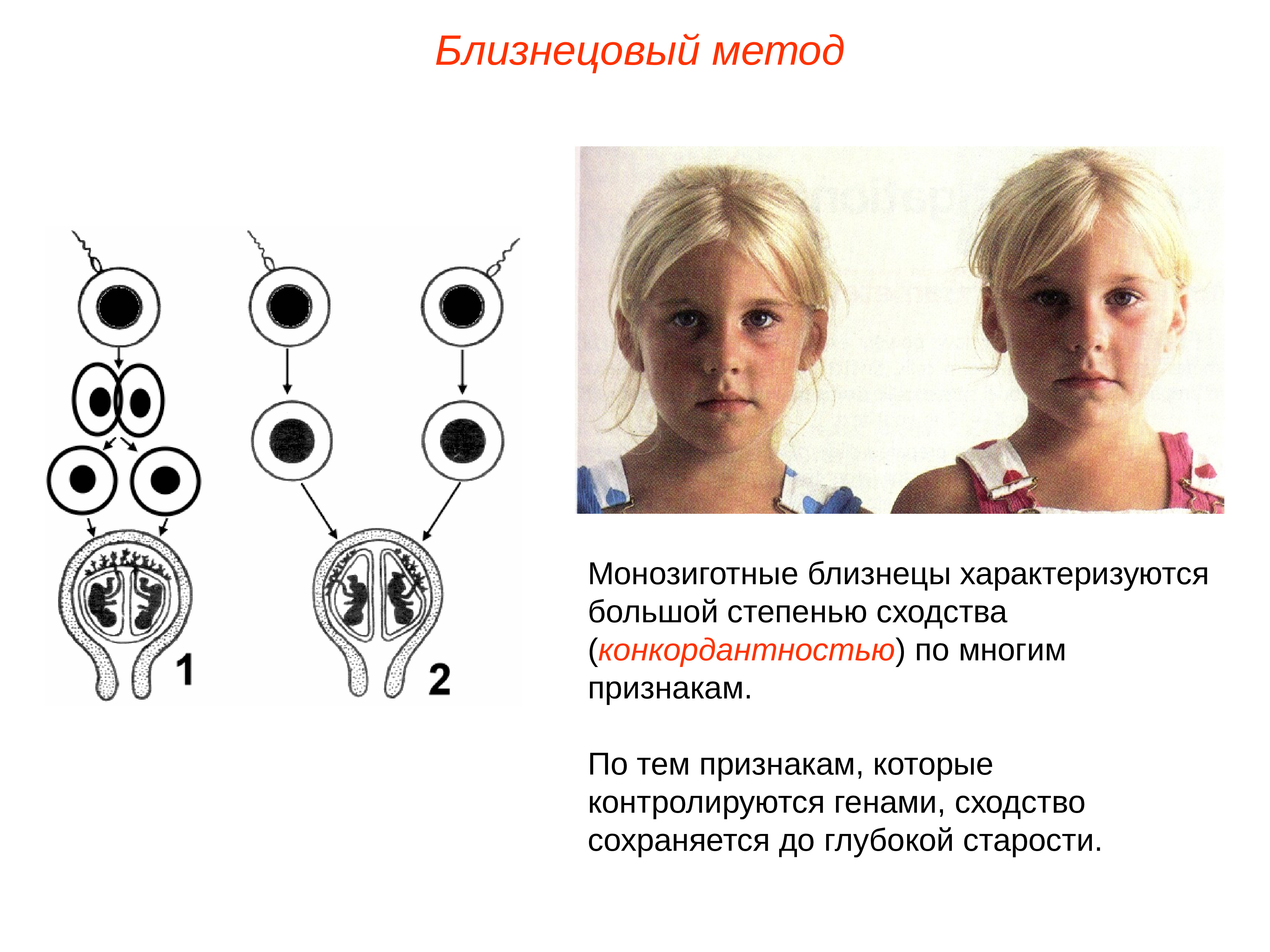 Близнецовый метод генетики презентация