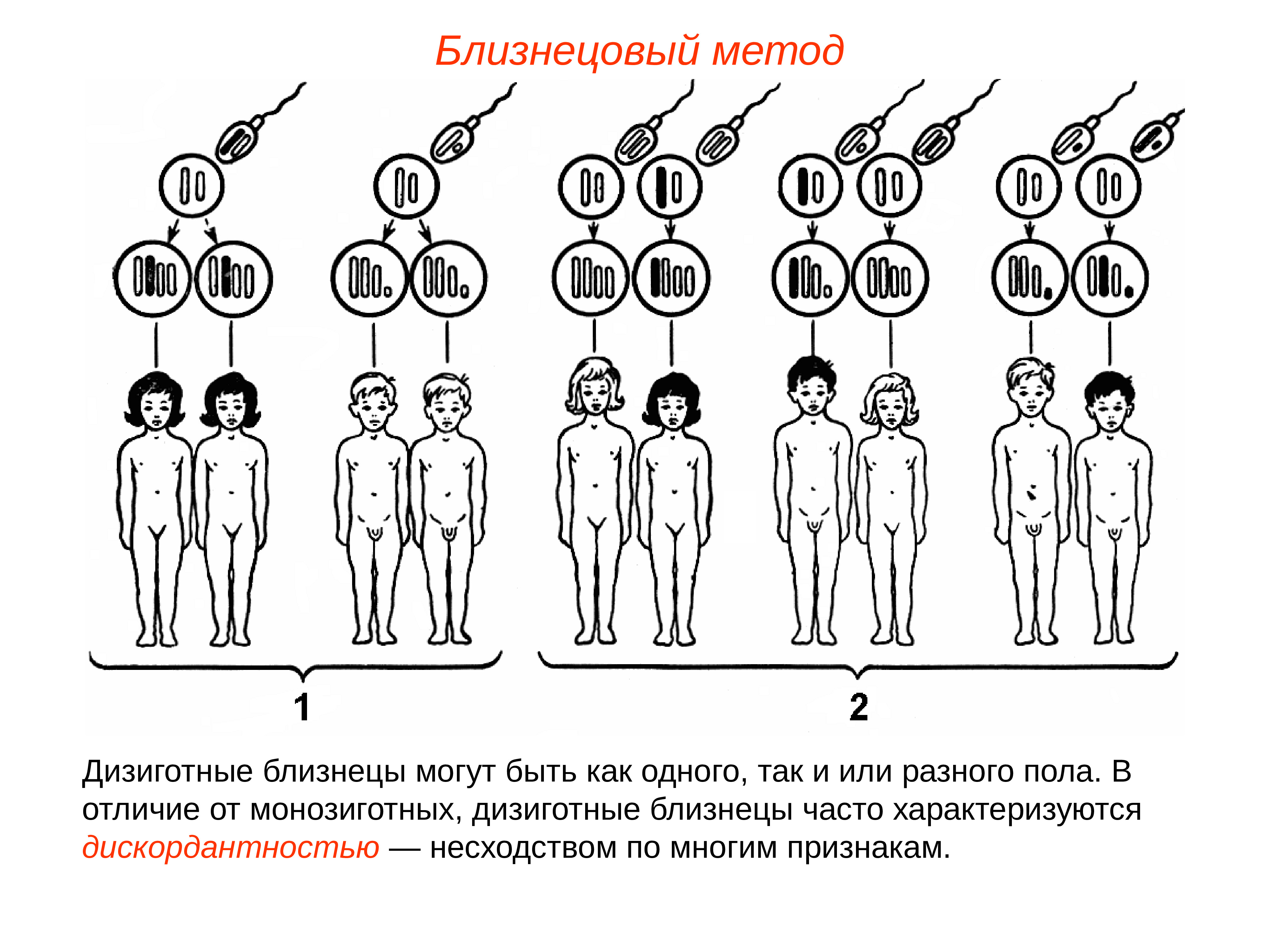 Близнецы и близнецовый метод исследования в генетике человека презентация