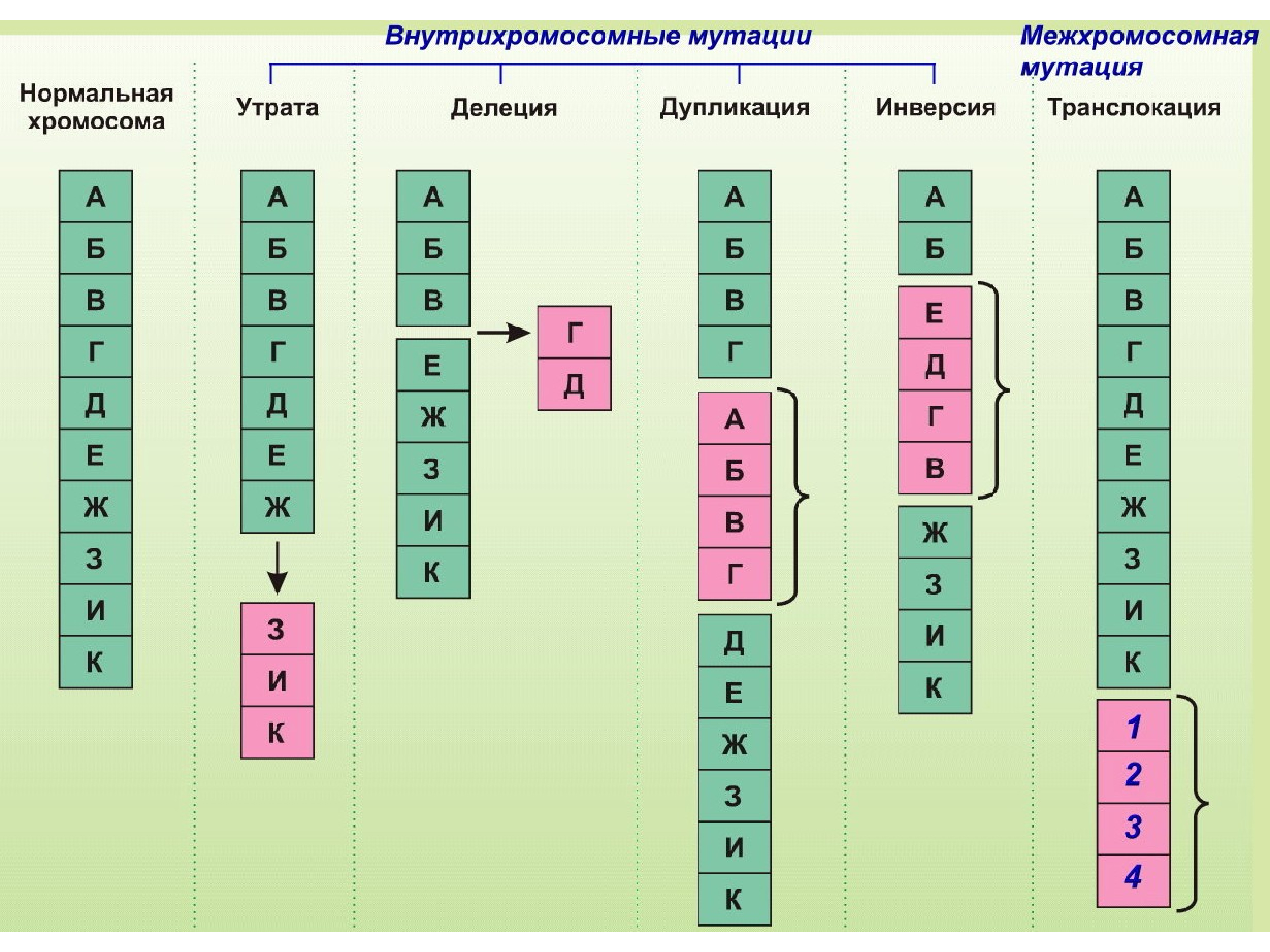 Последовательность изменения строения. Хромосомные мутации схема. Геномные и хромосомные мутации таблица. Типы хромосомных мутаций. Типы хромосомных мутаций схема.