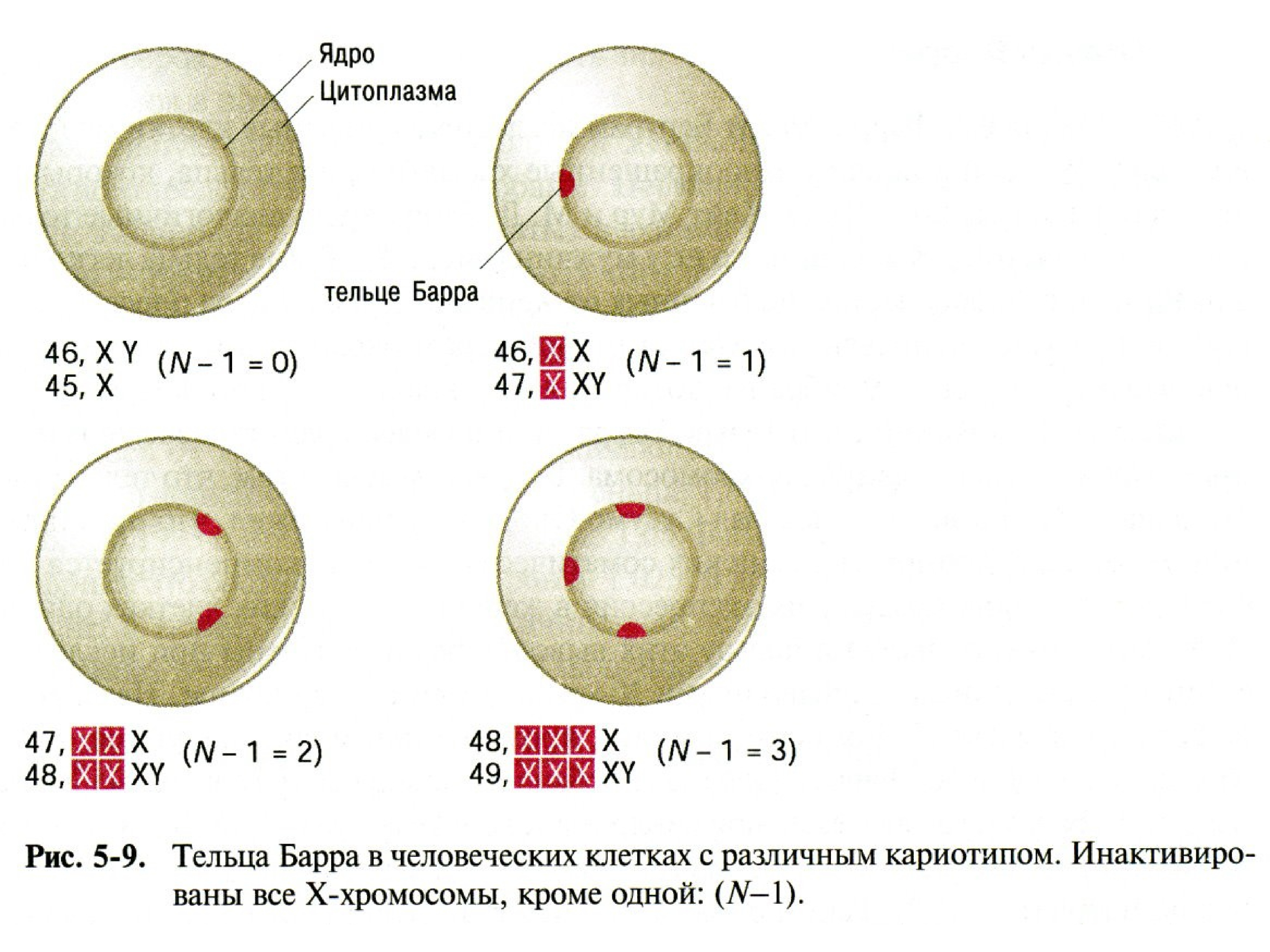 Рисунок тельца барра