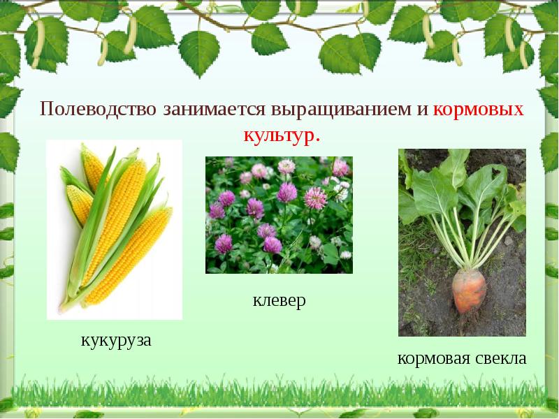 Культурное растение пришедшее. Кормовые культурные растения. Растениеводство кормовые культуры. Кормовые культуры 3 класс. Полеводство.