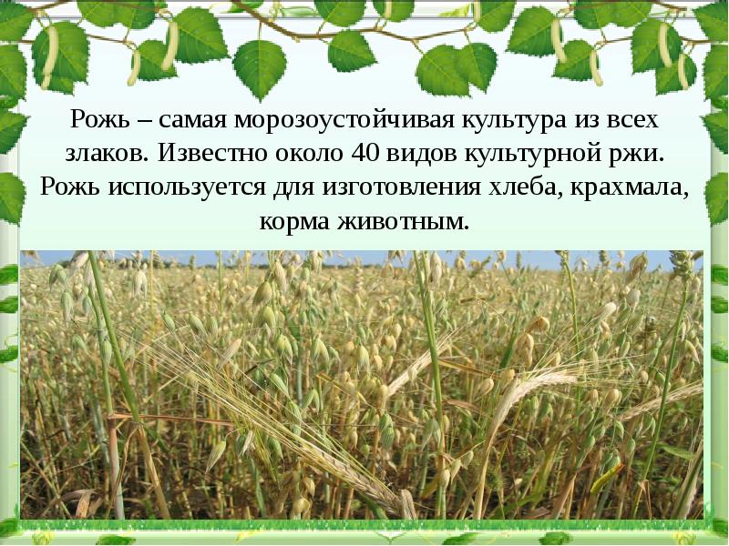 Растениеводство в нашем крае 4 класс окружающий мир презентация школа россии плешаков