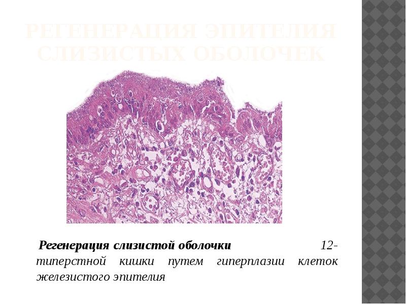 Ткани слизистой оболочки