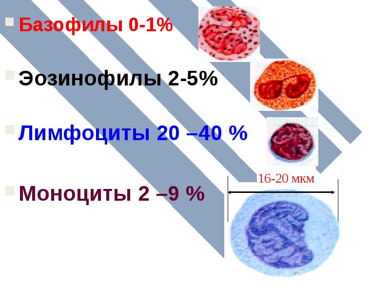 Что значит повышенные эозинофилы и базофилы. Базофилы 1. Базофилы 0. Базофилы 1,3. Базофилы норма.