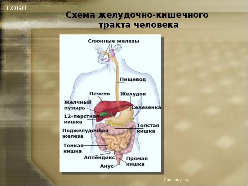 Тракт органы. Схема желудочно-кишечного тракта. Строение органов желудочно-кишечного тракта. Строение желудочно-кишечного тракта человека схема. Пищевой тракт человека схема.