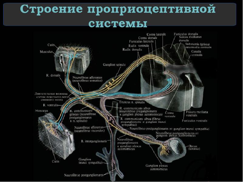 Строение проприоцептивной системы
