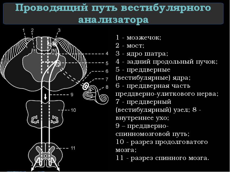 Проводящий путь вестибулярного анализатора
