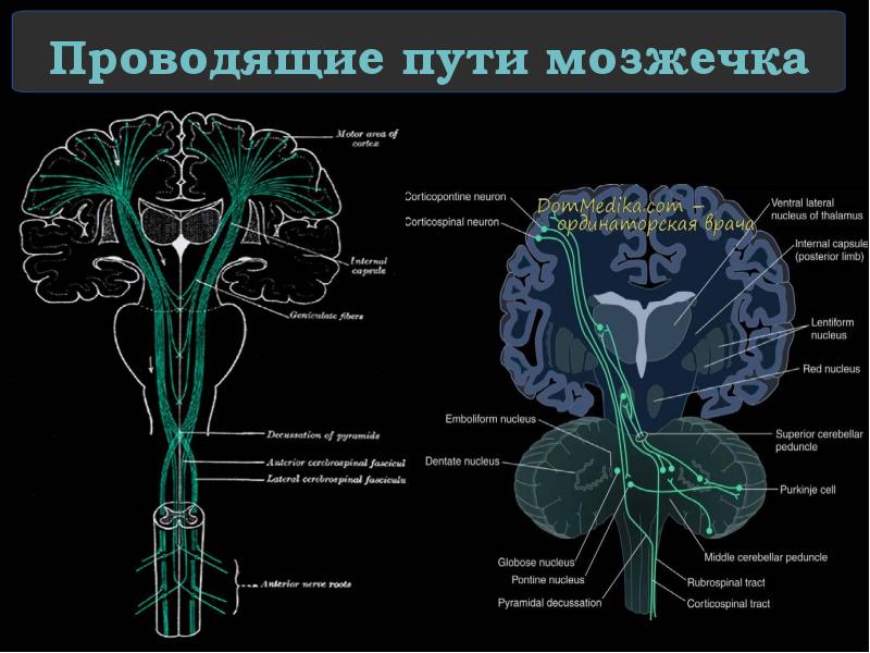 Проводящие пути мозжечка
