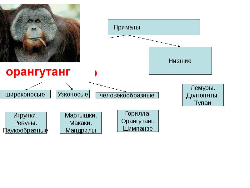 Схема классификация приматов