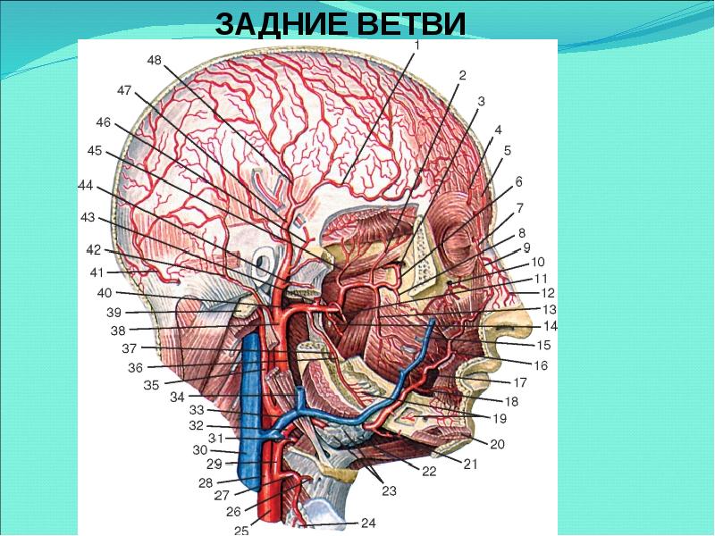 Передние ветви наружной артерии