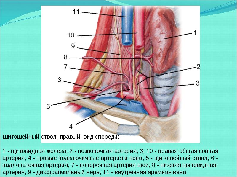 Рисунок подключичной артерии