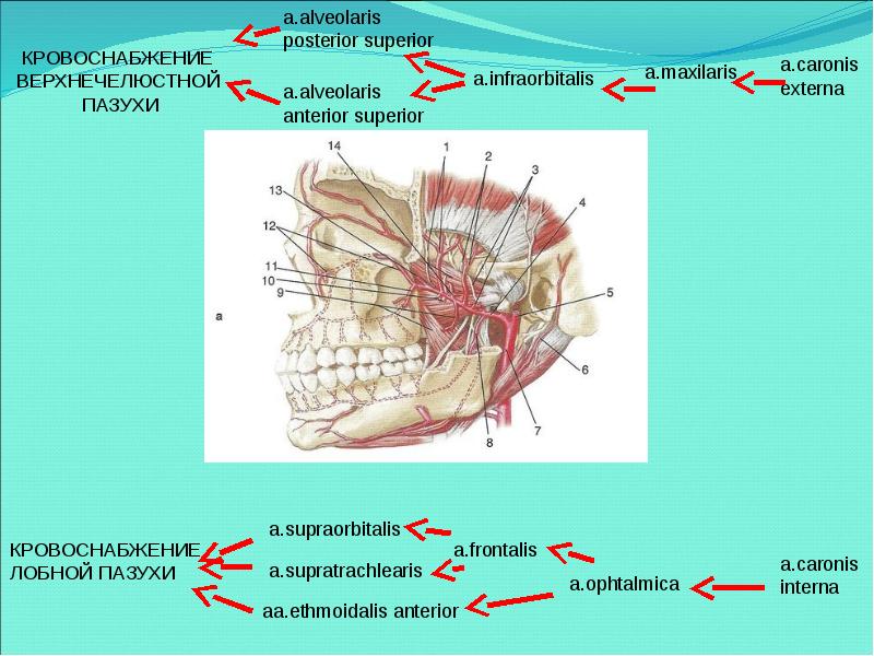 Верхнечелюстная артерия презентация