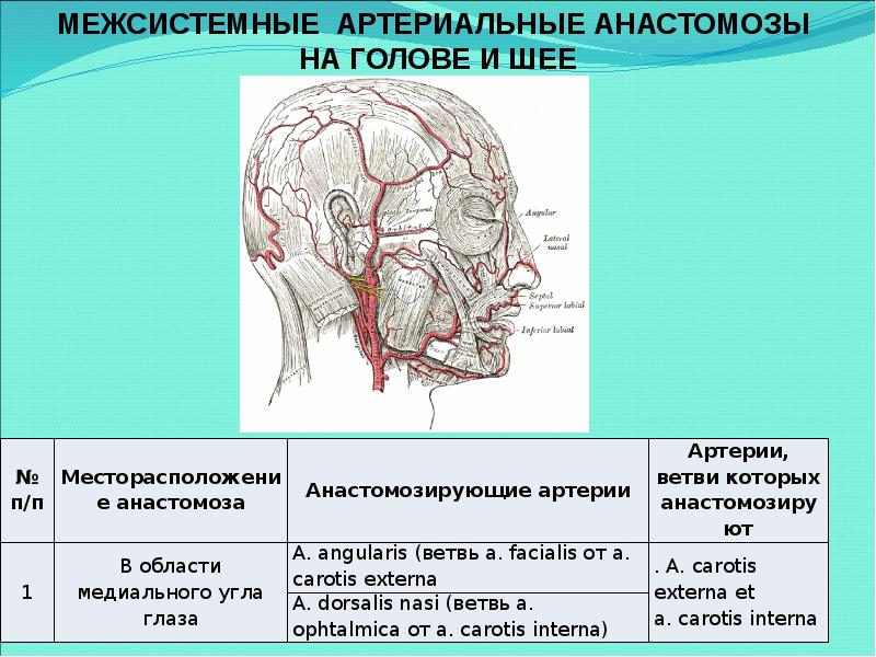 Артерии головы и шеи картинки