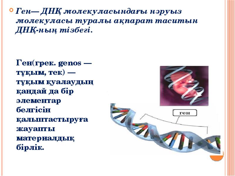 Ген геном презентация