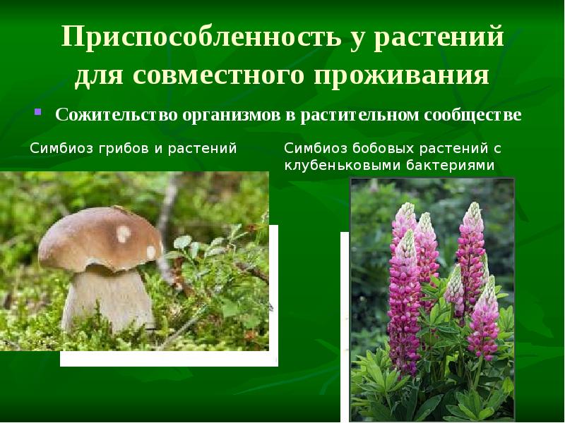 Приспособленность у растений для совместного проживания
Сожительство организмов в растительном сообществе Приспособленность у растений для совместного проживания
Сожительство организмов в растительном сообществе