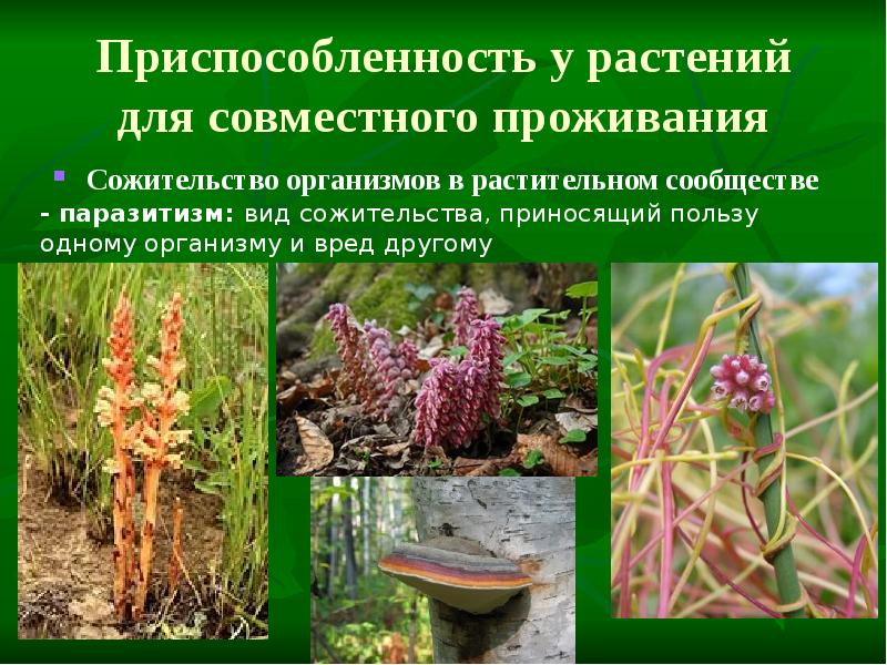 Приспособленность у растений для совместного проживания
Сожительство организмов в растительном сообществе Приспособленность у растений для совместного проживания
Сожительство организмов в растительном сообществе