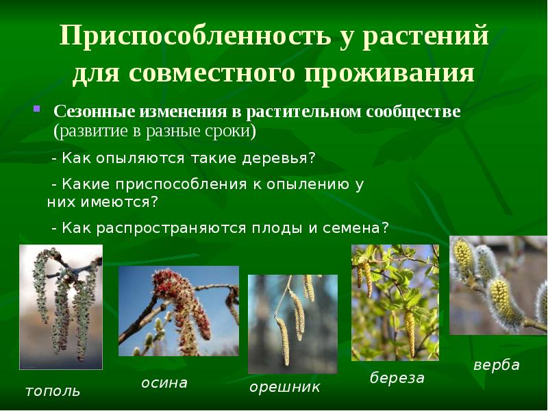 Приспособленность у растений для совместного проживания
Сезонные изменения в растительном сообществе Приспособленность у растений для совместного проживания
Сезонные изменения в растительном сообществе