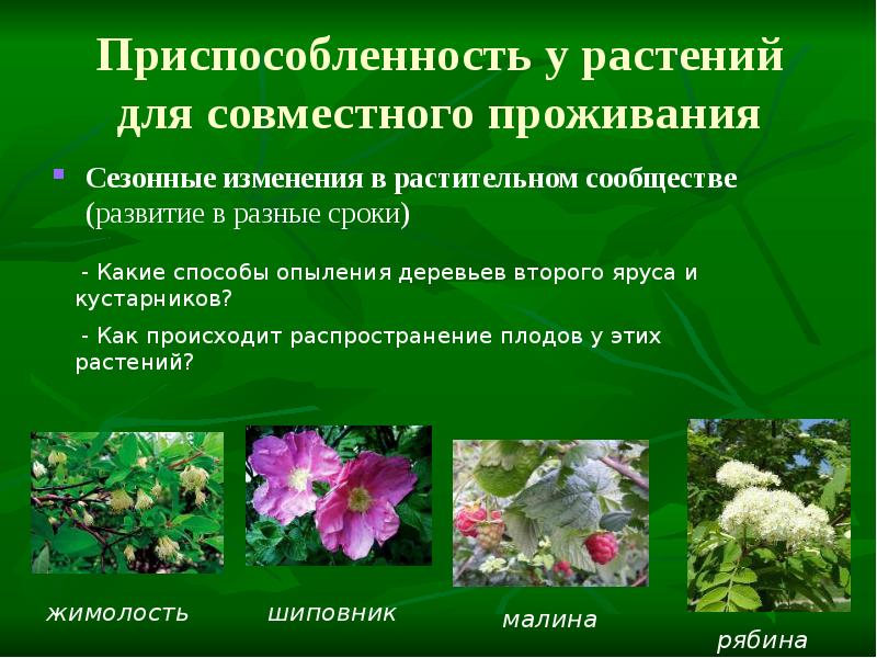 Приспособленность у растений для совместного проживания
Сезонные изменения в растительном сообществе Приспособленность у растений для совместного проживания
Сезонные изменения в растительном сообществе