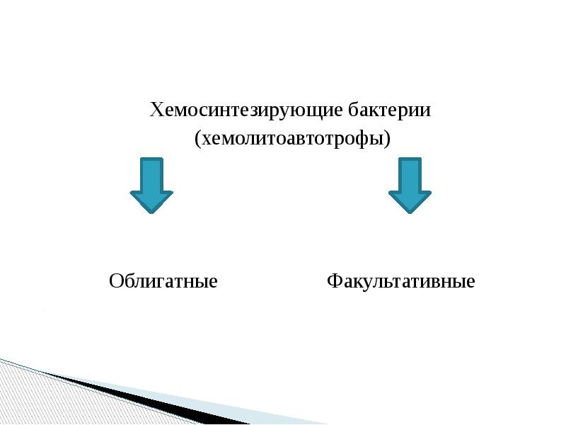 Хемосинтезирующие бактерии консументы