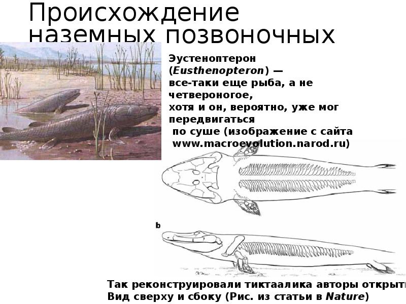 Происхождение наземных позвоночных Происхождение наземных позвоночных