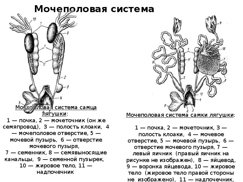 Мочеполовая система Мочеполовая система