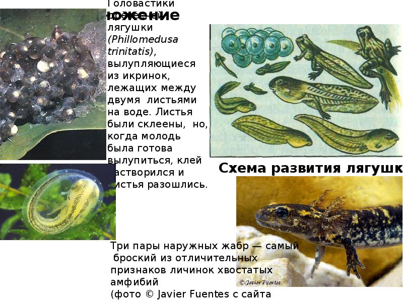 Размножение Размножение