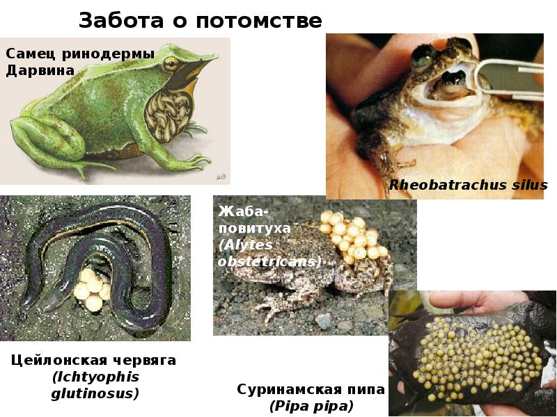 Забота о потомстве Забота о потомстве