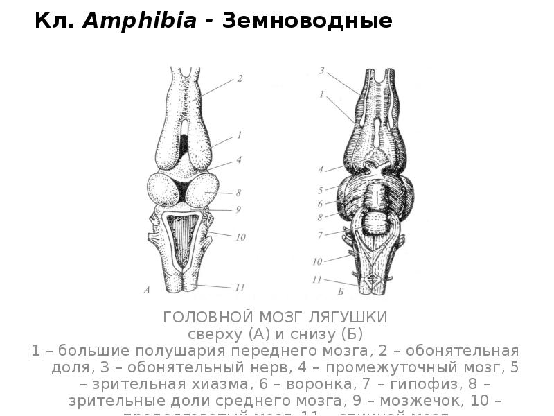 Кл. Amphibia - Земноводные
ГОЛОВНОЙ МОЗГ ЛЯГУШКИ
сверху (А) и снизу Кл. Amphibia - Земноводные
ГОЛОВНОЙ МОЗГ ЛЯГУШКИ
сверху (А) и снизу