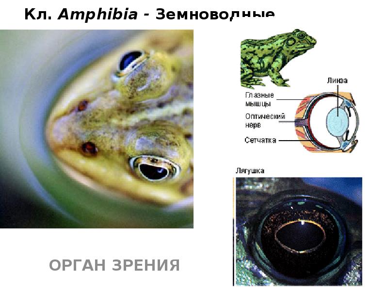 Кл. Amphibia - Земноводные
ОРГАН ЗРЕНИЯ Кл. Amphibia - Земноводные
ОРГАН ЗРЕНИЯ