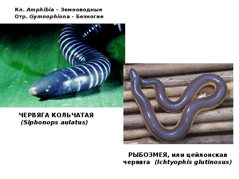 Кл. Amphibia – Земноводные Отр. Gymnophiona - Безногие Кл. Amphibia – Земноводные Отр. Gymnophiona - Безногие