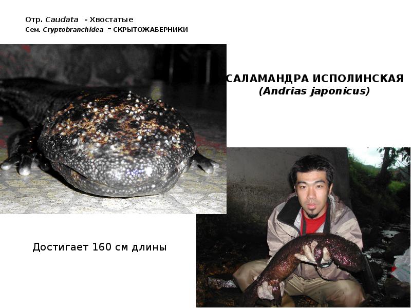 Отр. Caudata - Хвостатые Сем. Cryptobranchidea - СКРЫТОЖАБЕРНИКИ Отр. Caudata - Хвостатые Сем. Cryptobranchidea - СКРЫТОЖАБЕРНИКИ