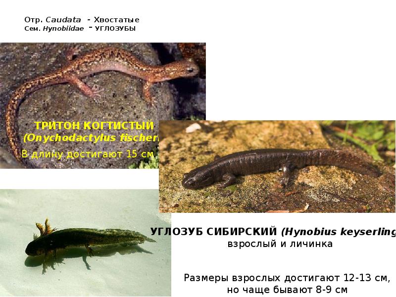 Отр. Caudata - Хвостатые Сем. Hynobiidae - УГЛОЗУБЫ Отр. Caudata - Хвостатые Сем. Hynobiidae - УГЛОЗУБЫ