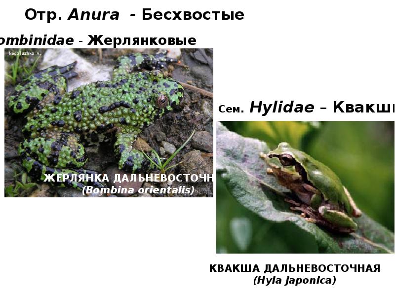 Отр. Anura - Бесхвостые Отр. Anura - Бесхвостые