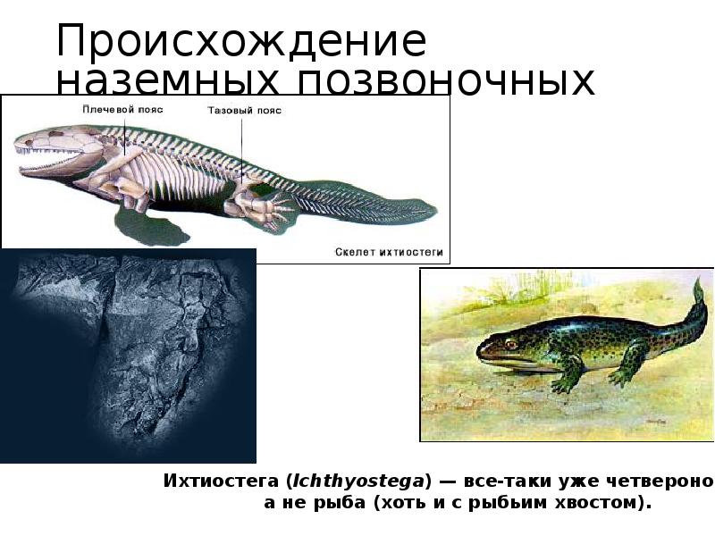 Происхождение наземных позвоночных Происхождение наземных позвоночных