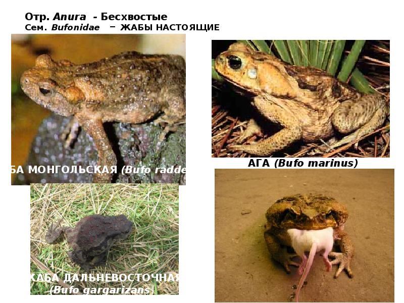 Отр. Anura - Бесхвостые Сем. Bufonidae – ЖАБЫ НАСТОЯЩИЕ Отр. Anura - Бесхвостые Сем. Bufonidae – ЖАБЫ НАСТОЯЩИЕ