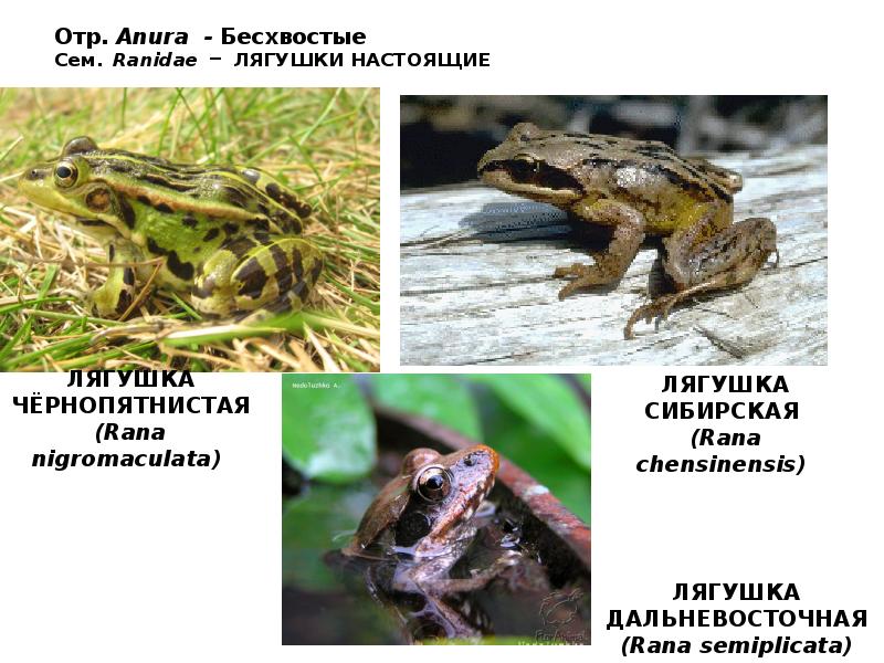 Отр. Anura - Бесхвостые Сем. Ranidae – ЛЯГУШКИ НАСТОЯЩИЕ Отр. Anura - Бесхвостые Сем. Ranidae – ЛЯГУШКИ НАСТОЯЩИЕ