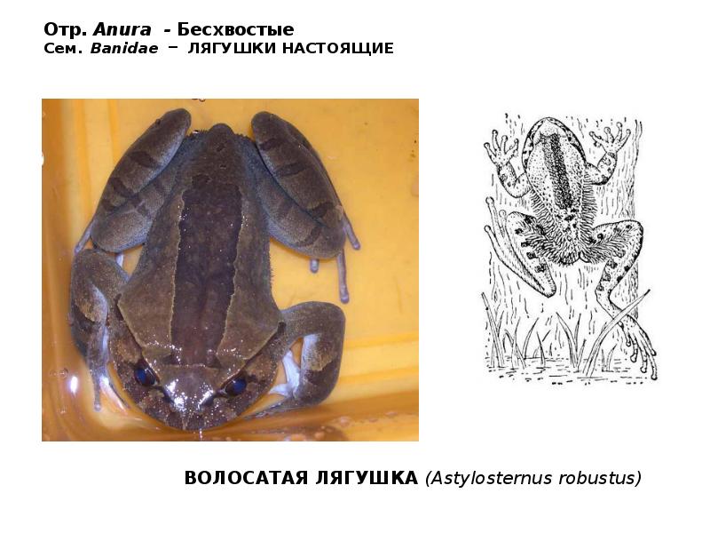 Отр. Anura - Бесхвостые Сем. Banidae – ЛЯГУШКИ НАСТОЯЩИЕ Отр. Anura - Бесхвостые Сем. Banidae – ЛЯГУШКИ НАСТОЯЩИЕ