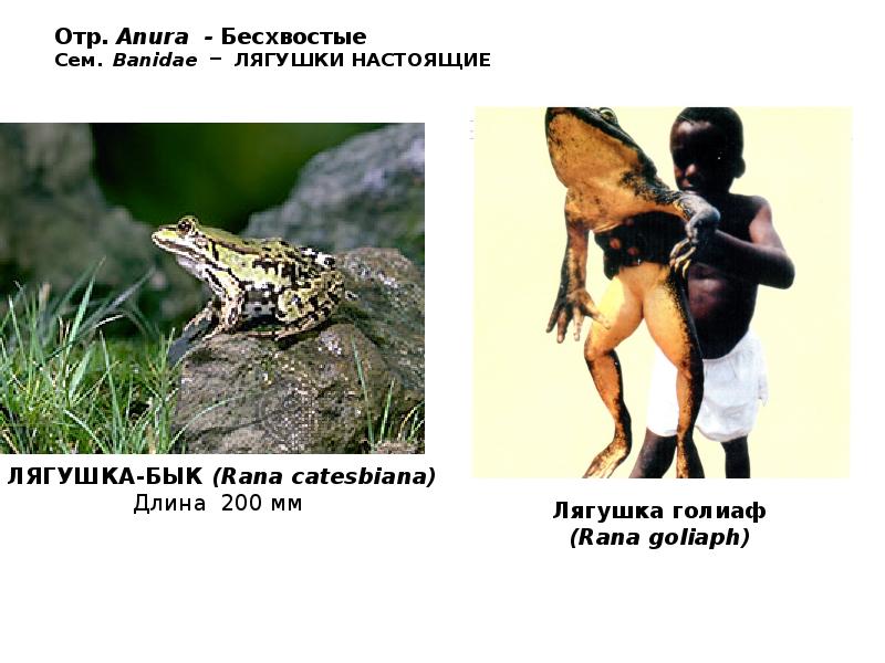 Отр. Anura - Бесхвостые Сем. Banidae – ЛЯГУШКИ НАСТОЯЩИЕ