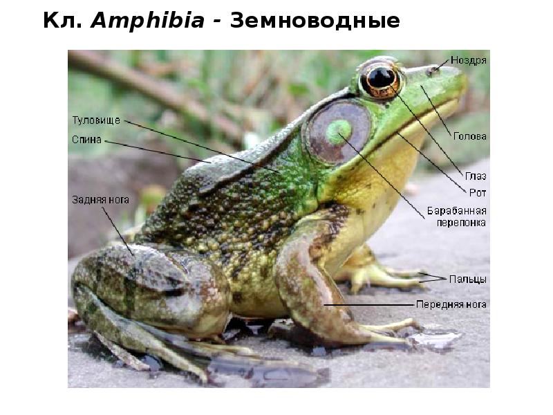 Кл. Amphibia - Земноводные Кл. Amphibia - Земноводные