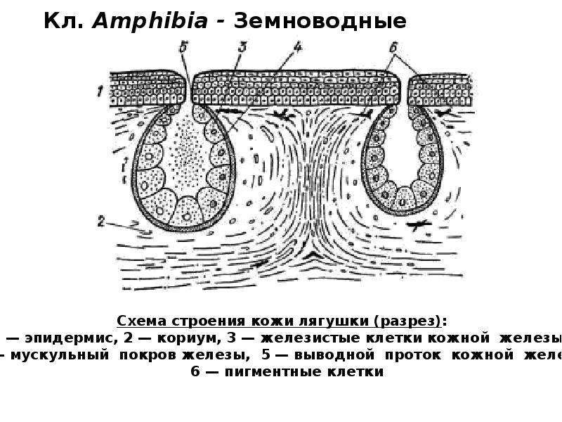 Кл. Amphibia - Земноводные Кл. Amphibia - Земноводные