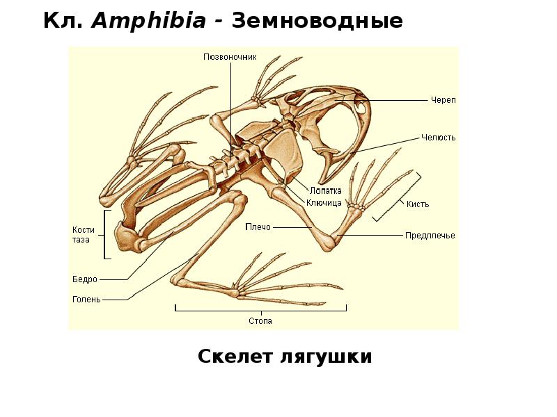 Кл. Amphibia - Земноводные Кл. Amphibia - Земноводные