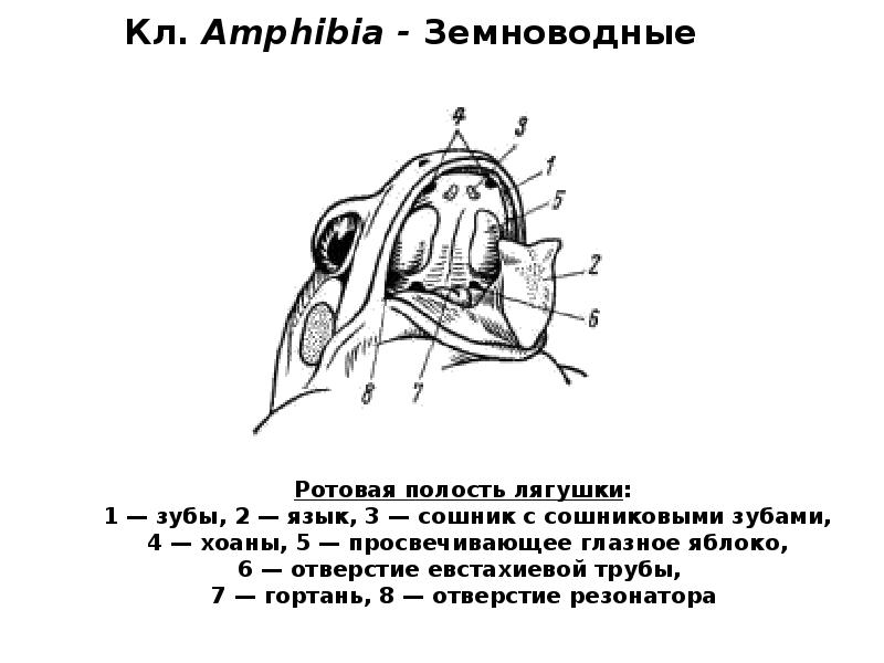 Кл. Amphibia - Земноводные Кл. Amphibia - Земноводные