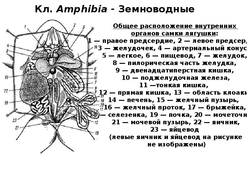 Кл. Amphibia - Земноводные Кл. Amphibia - Земноводные