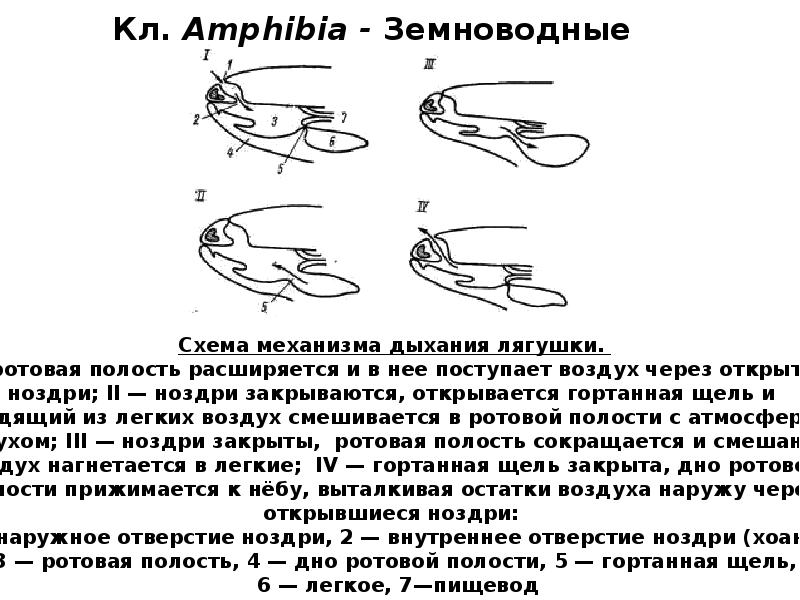 Кл. Amphibia - Земноводные Кл. Amphibia - Земноводные