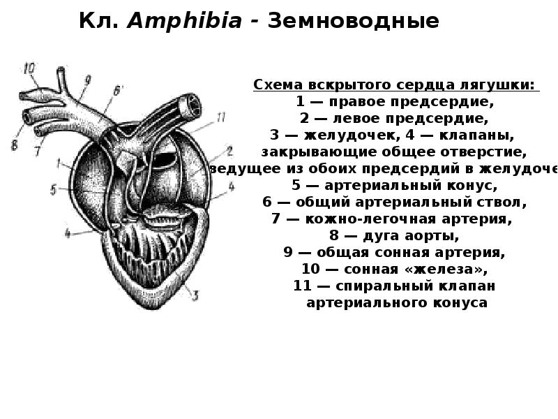 Кл. Amphibia - Земноводные Кл. Amphibia - Земноводные
