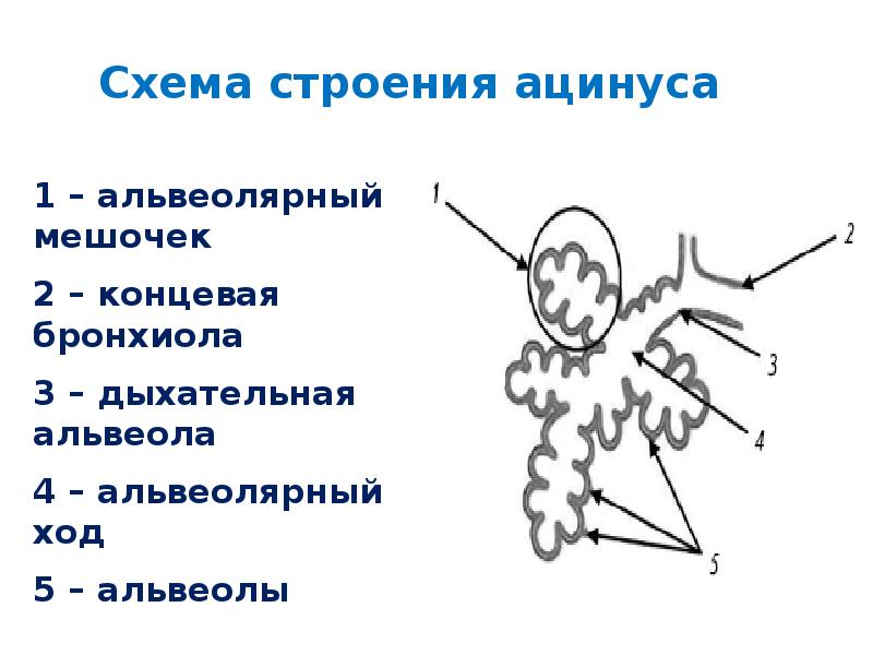 Схема строения ацинуса