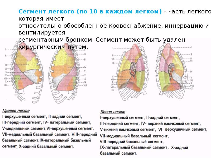 Развитие плевры