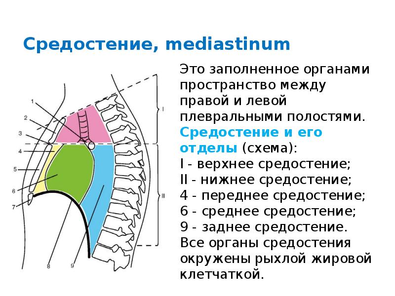 Анатомия средостения фото